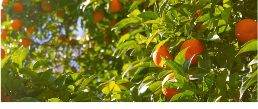 The Toss Up: An Orange and A Vitamin C Tablet, do they both land equally? orange