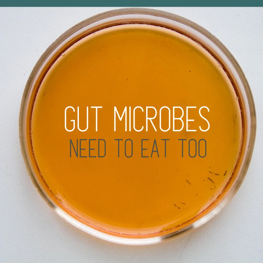 This is Your GUT on Sugar