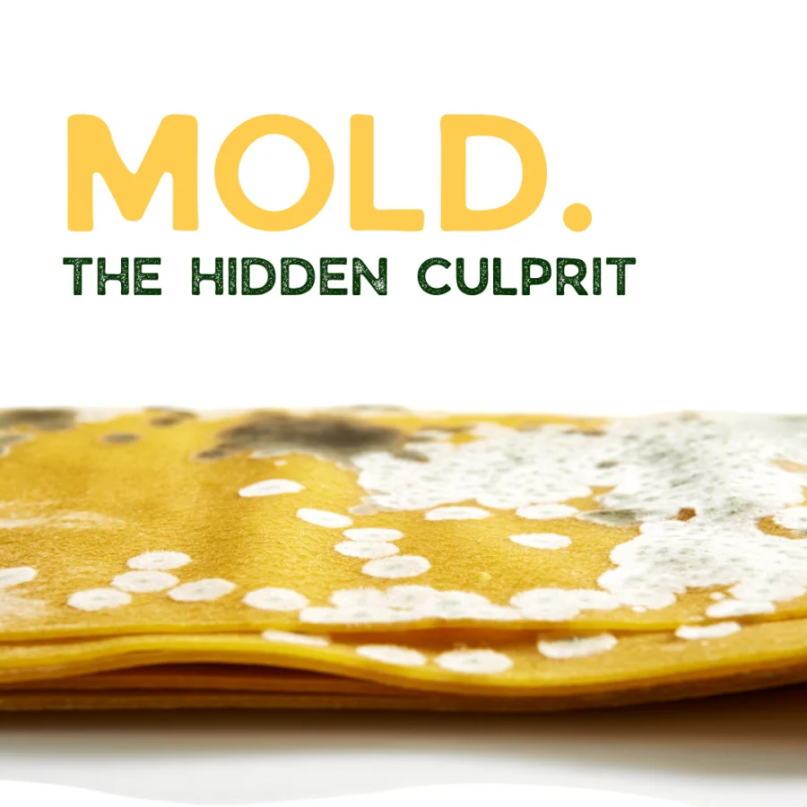 Dealing With Mold: Natural Solutions for You and Your Home
