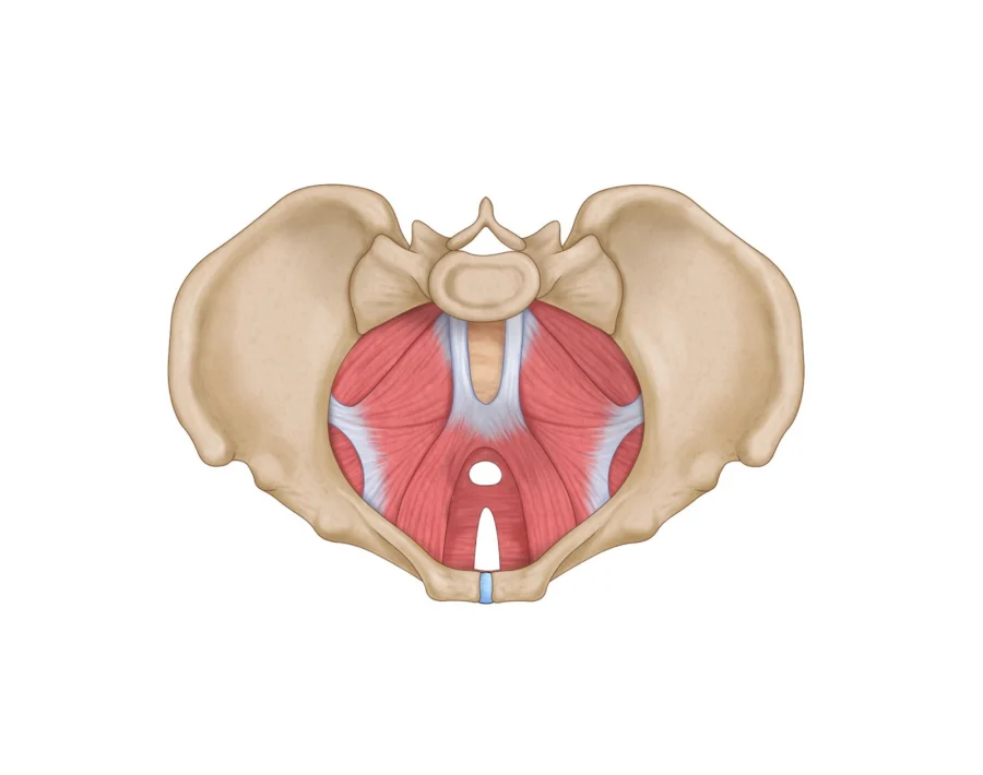 Kegels and the Pelvic Floor
