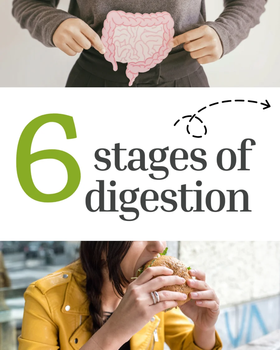 The Path of Digestion: How Your Body Transforms Food into Energy